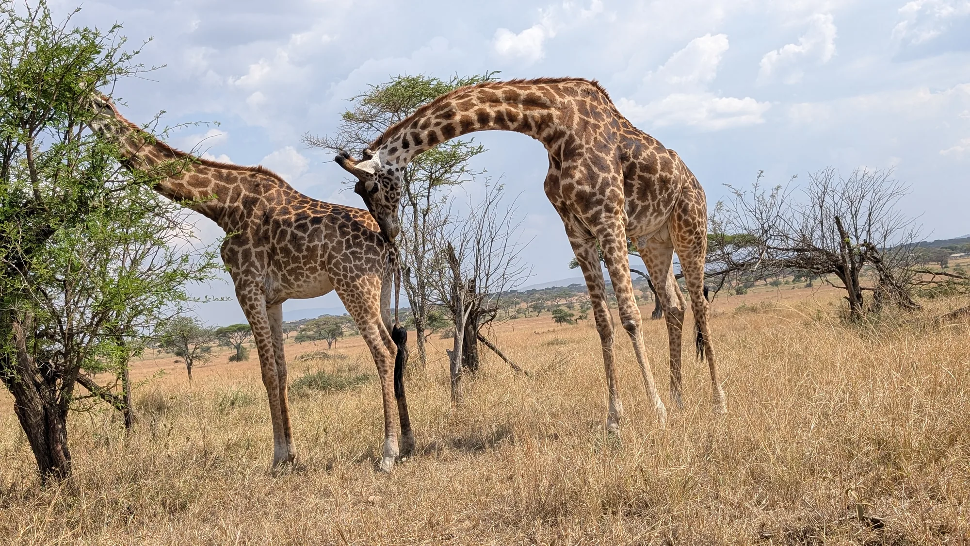 7-Day Northern Circuit Lodge Safari