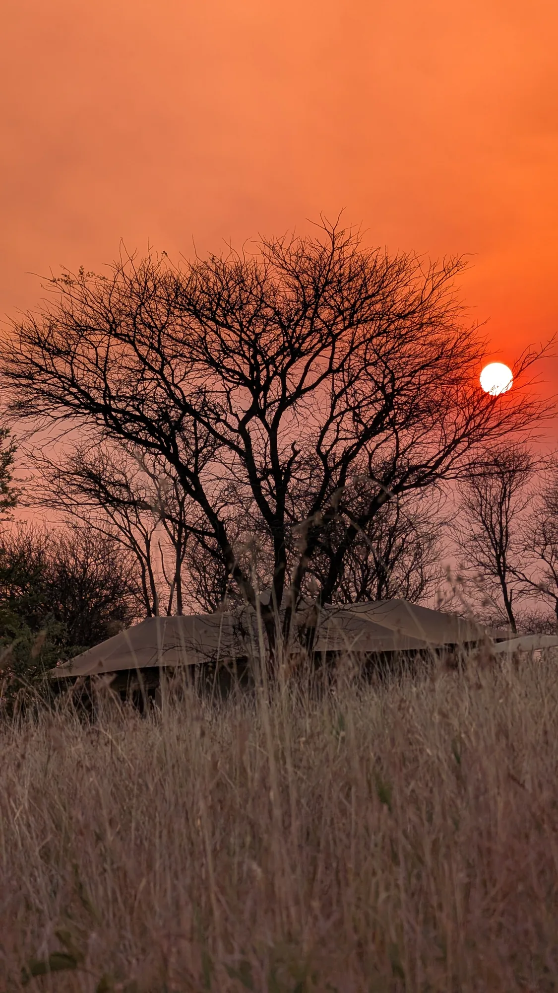 6-Day Luxury Serengeti Fly-in Safari